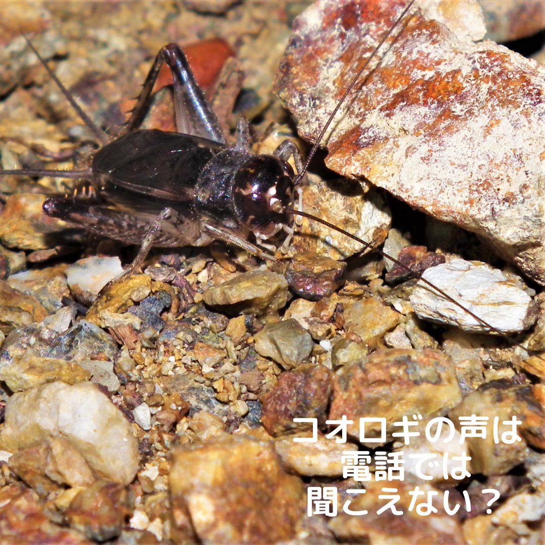 insectchobihige's tweet photo. 【コオロギの声は電話では聞こえない？】
#コオロギ　#虫の声　#秋の虫　#昆虫観察 https://t.co/AYOPetJlA9