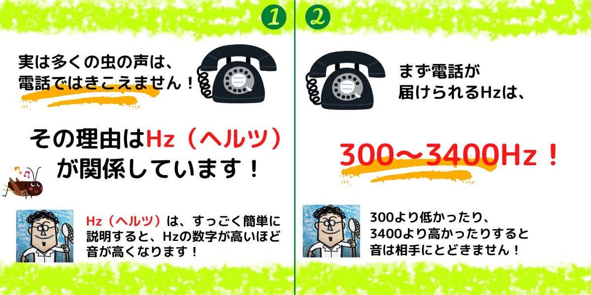 insectchobihige's tweet photo. 【コオロギの声は電話では聞こえない？】
#コオロギ　#虫の声　#秋の虫　#昆虫観察 https://t.co/AYOPetJlA9