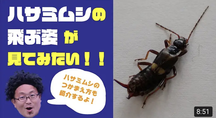 insectchobihige's tweet photo. 動画更新しました！！
あまり���象がありませんが、ハサミムシも空を飛ぶことが出来ます！
そんな飛ぶ姿の撮影にチャレンジ！！
今回はうまくいくのでしょうか？ https://t.co/Khwbk4TFzR