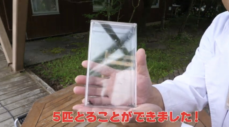 insectchobihige's tweet photo. 動画更新しました！！
あまり���象がありませんが、ハサミムシも空を飛ぶことが出来ます！
そんな飛ぶ姿の撮影にチャレンジ！！
今回はうまくいくのでしょうか？ https://t.co/Khwbk4TFzR