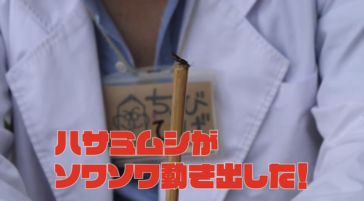 insectchobihige's tweet photo. 動画更新しました！！
あまり���象がありませんが、ハサミムシも空を飛ぶことが出来ます！
そんな飛ぶ姿の撮影にチャレンジ！！
今回はうまくいくのでしょうか？ https://t.co/Khwbk4TFzR