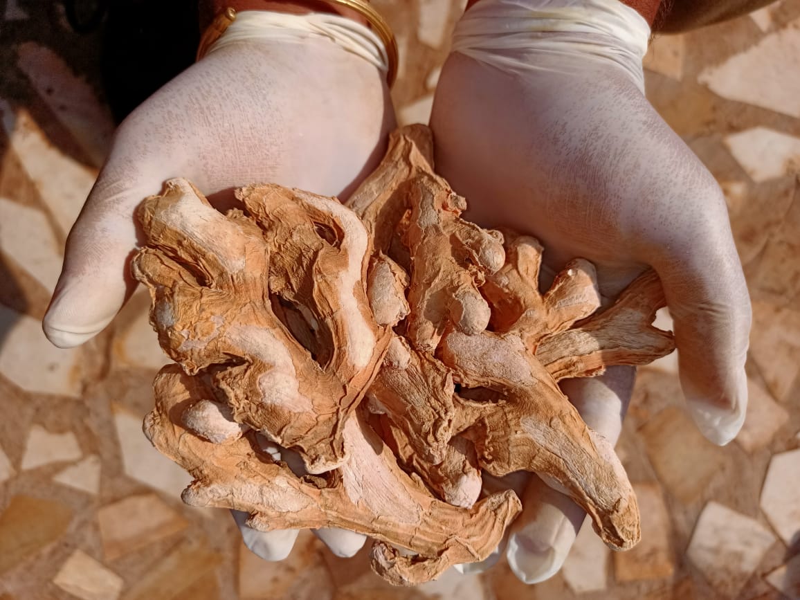FrescoGreenland's tweet photo. Shipping Dry Ginger (Whole) to our customers .
Greenland Fresco is one of the leading exporter & supplier of Dry Ginger from India.
We are located at the center of major dry ginger production areas in Karnataka.
#Ginger #DryGinger #DriedGinger #IndianGinger #Exports #Spice https://t.co/JgTlfK6HSk