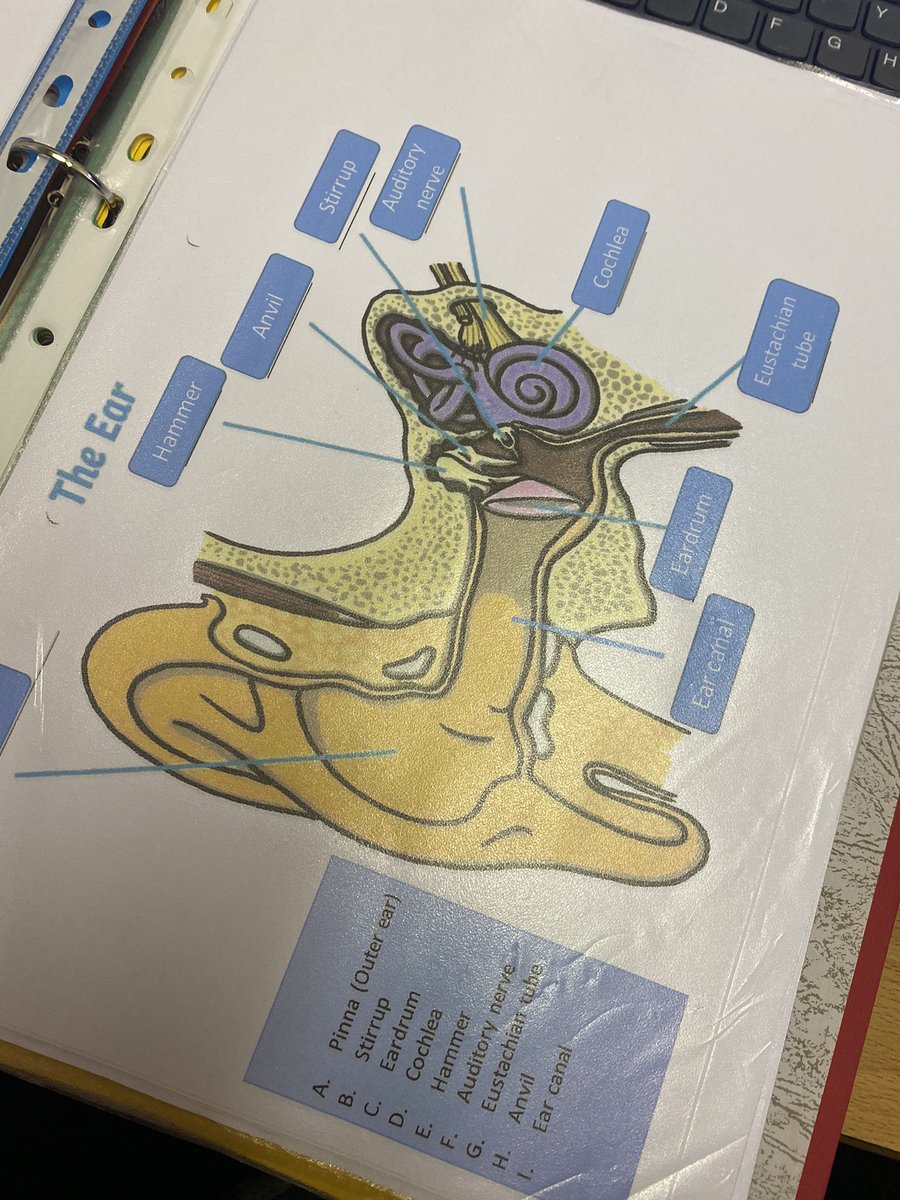 Heolddu_ALN's tweet image. Watching our KS4 pupils mentor our younger students is exactly what makes working in education worthwhile. Our #deafambassador has been educating our pupils with HI about hearing loss and teaching them to be proud of their differences! We are so proud of you C-Jay! #sencom