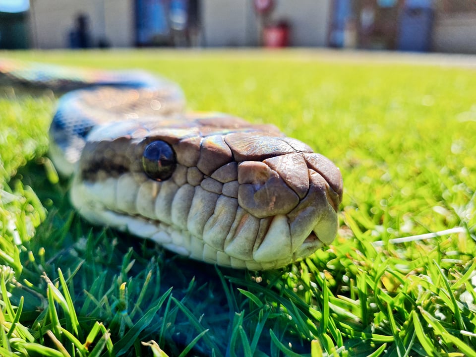 OakvaleWildlife's tweet photo. Moggill you are such a pretty girl!

#largestsnakeinAU #python #scrubpython #snake #portstephens #visitnewcastle #australianreptile https://t.co/uBNO7XMWG1