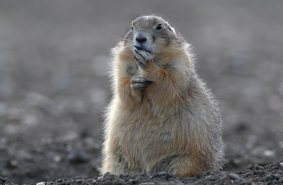 taponath's tweet photo. Prairie Dogs being Prairie Dogs. I could watch them all day long! #prairiedogs #photography #wildlifephotography #SouthDakota @badlands https://t.co/baazi4yykS