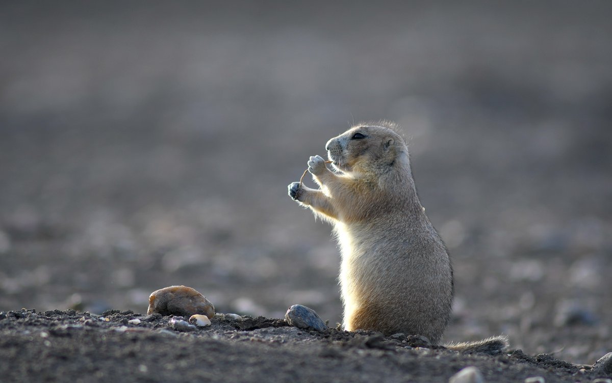 taponath's tweet photo. Prairie Dogs being Prairie Dogs. I could watch them all day long! #prairiedogs #photography #wildlifephotography #SouthDakota @badlands https://t.co/baazi4yykS