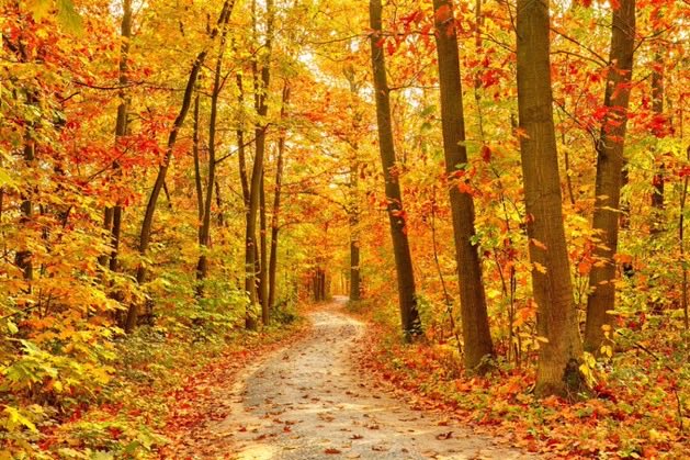 Alone in the Forest.
He sits and thinks of the things they know,
He and the Forest alone together: 
The springs that come and the summers that go,
Autumn dew on bracken and heather,
The drip of the Forest beneath the snow
~A.A.Milne #fridaymorning #October1st