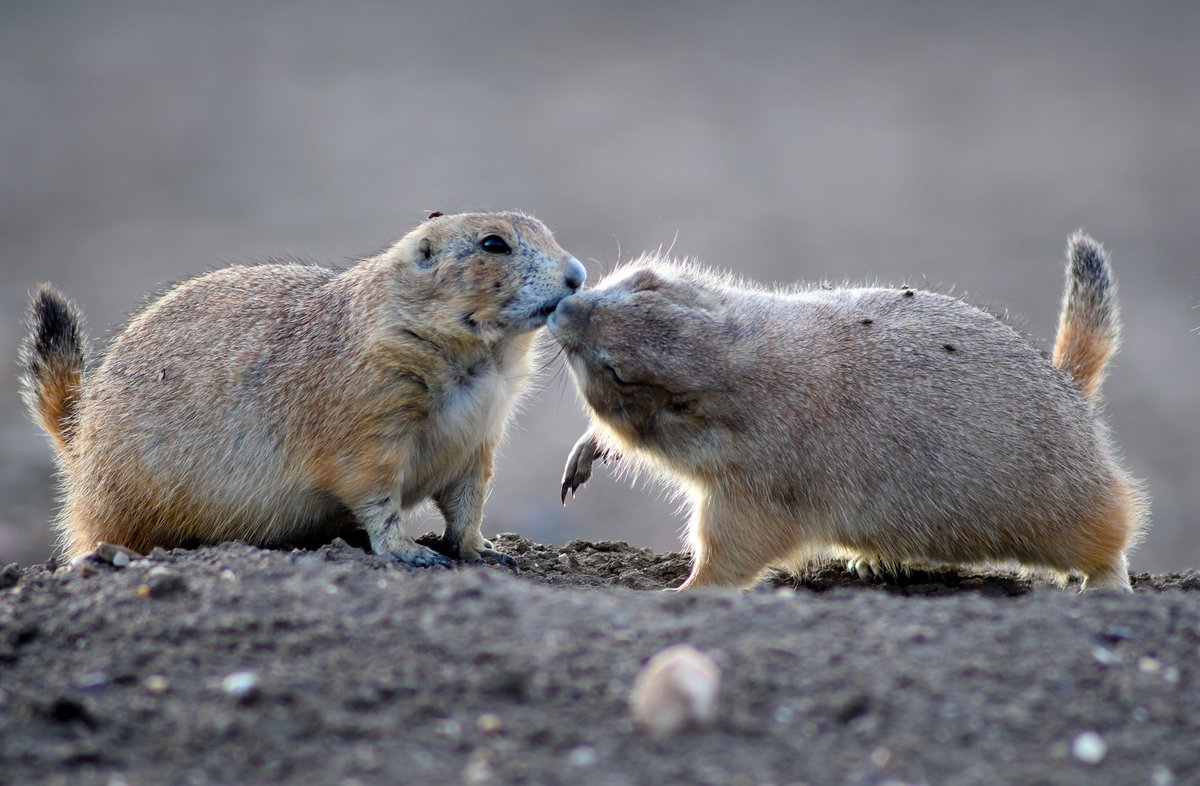 taponath's tweet photo. A big kiss goodbye to South Dakota and Badlands National Park. Thanks for your hospitality and to @PeterZuzga for organizing the trip! Until Next time. #imout #photography #nationalparks #SouthDakota #prairiedogsrule https://t.co/2NceOlOm2f
