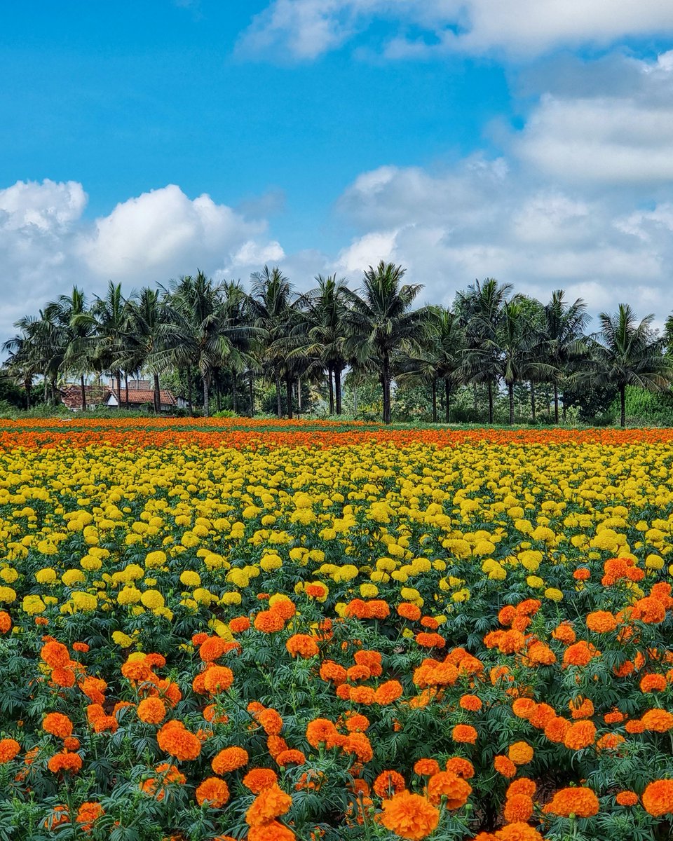 AudiPhotography's tweet photo. Headed back to the beautiful land of coffee! #chikmagaluru https://t.co/6ic1rZomQC