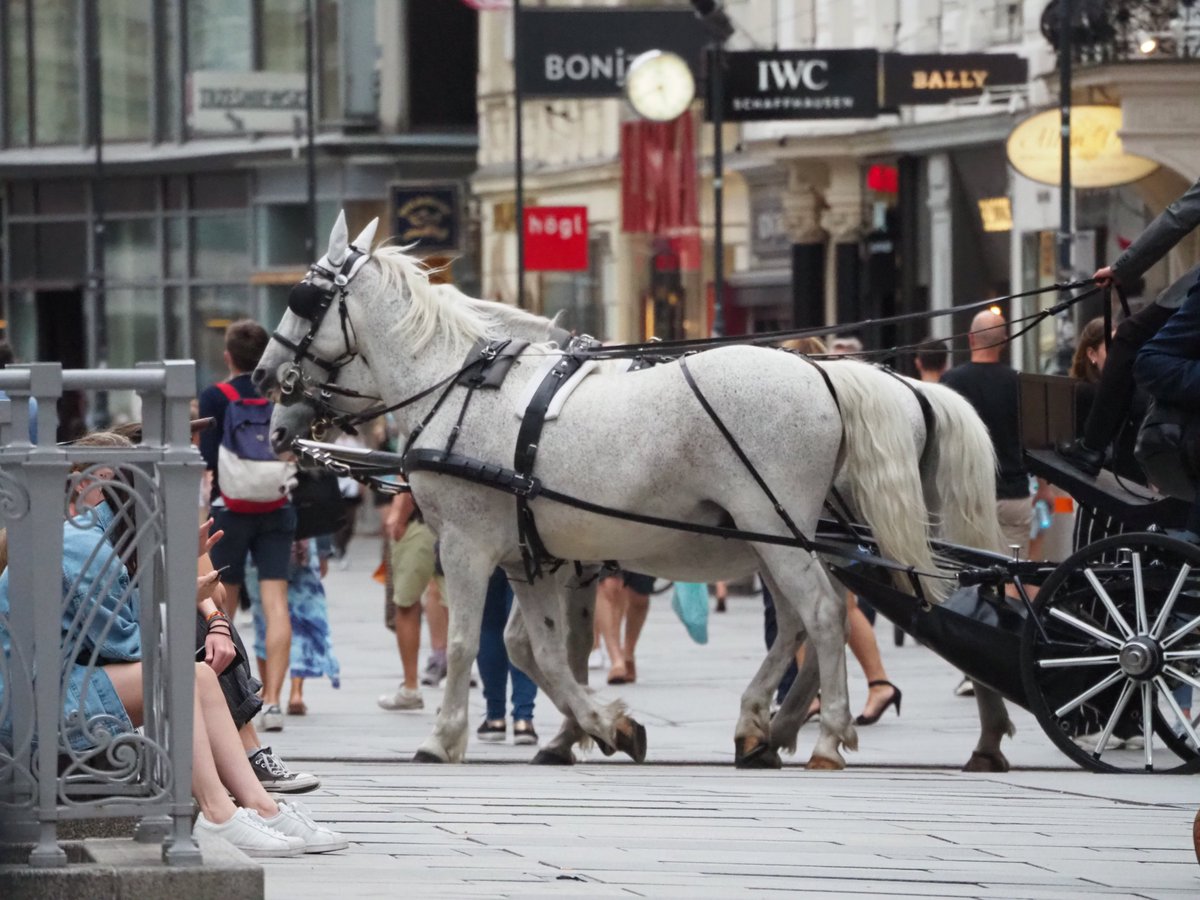 LichtAnke's tweet photo. Missing that Sound... 

Wenn ihr mehr Fakten über die Wiener Fiaker erfahren wollt: https://t.co/QsYrGl1BqM

#Fiaker #Wien #Vienna #Viennafacts #Kutsche #Horsecarriage #horsephoto #viennaphoto https://t.co/dihIjQctWv