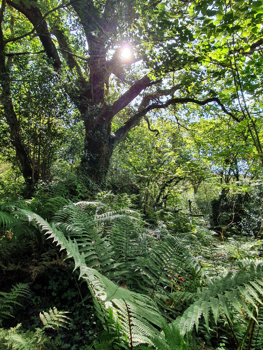 IrishRainforest's tweet photo. If we're incapable of caring for even the minuscule amount of ancient forest we have left, what hope is there for the rest of Irish nature?

There is **zero** reason why such places as Uragh aren't like this: rich, healthy, rainforest ecosystems, pulsing with highly diverse life. https://t.co/tt2I6NtV0e