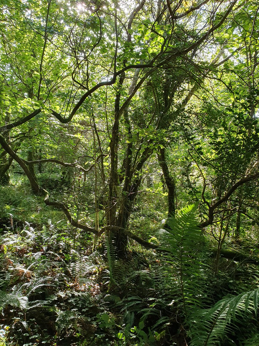IrishRainforest's tweet photo. If we're incapable of caring for even the minuscule amount of ancient forest we have left, what hope is there for the rest of Irish nature?

There is **zero** reason why such places as Uragh aren't like this: rich, healthy, rainforest ecosystems, pulsing with highly diverse life. https://t.co/tt2I6NtV0e