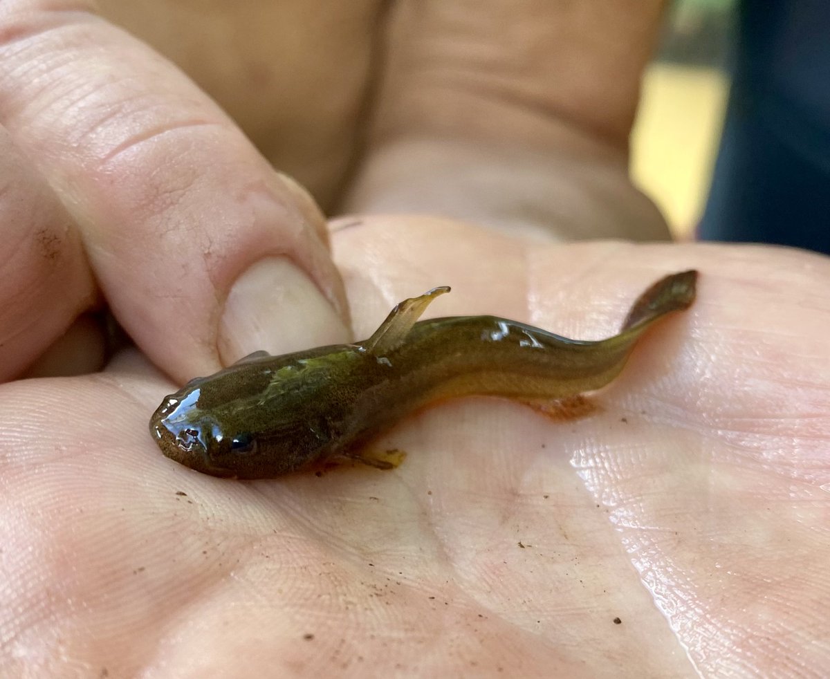 FisHecke's tweet photo. Fish Friday: The Freckled Madtom (Noturus nocturnus) is a species that is native to the Mississippi River basin. They can be found in habitats consisting of fast moving water in  medium-large size rivers. This individual was observed in the Louisiana portion of Bayou Bartholomew. https://t.co/fv8XnJmUTY