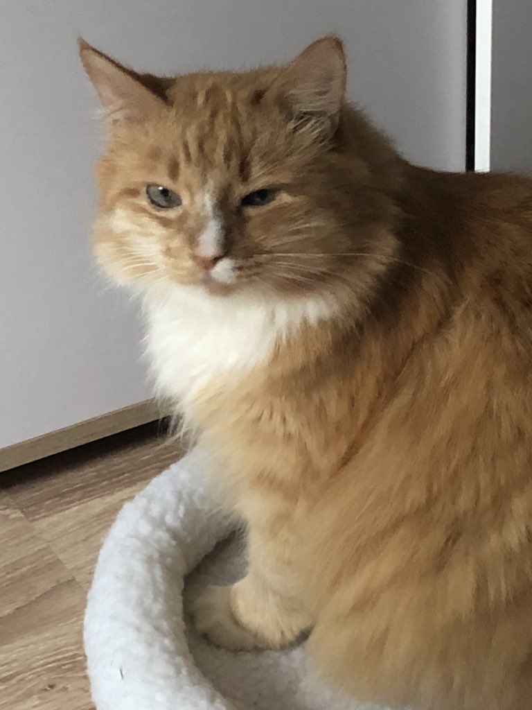 ScreamingSassy's tweet image. wimk