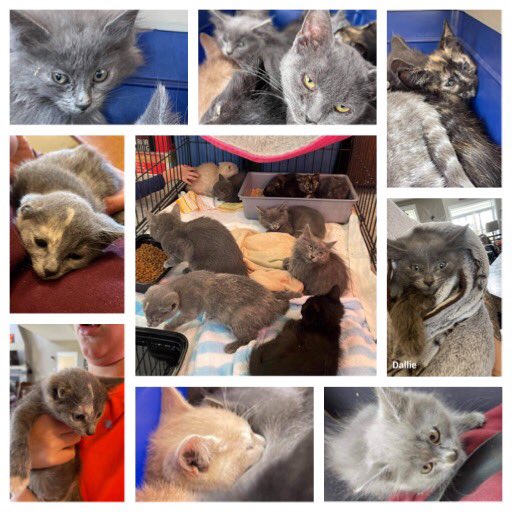 9 more wee ones in. All have an upper respiratory infection, ear mites. One has a leg injury. The smallest little one has a deformed right ear, a short tail and malformed toes on his back legs…They are now safe inside and will start to receive the treatment they need..