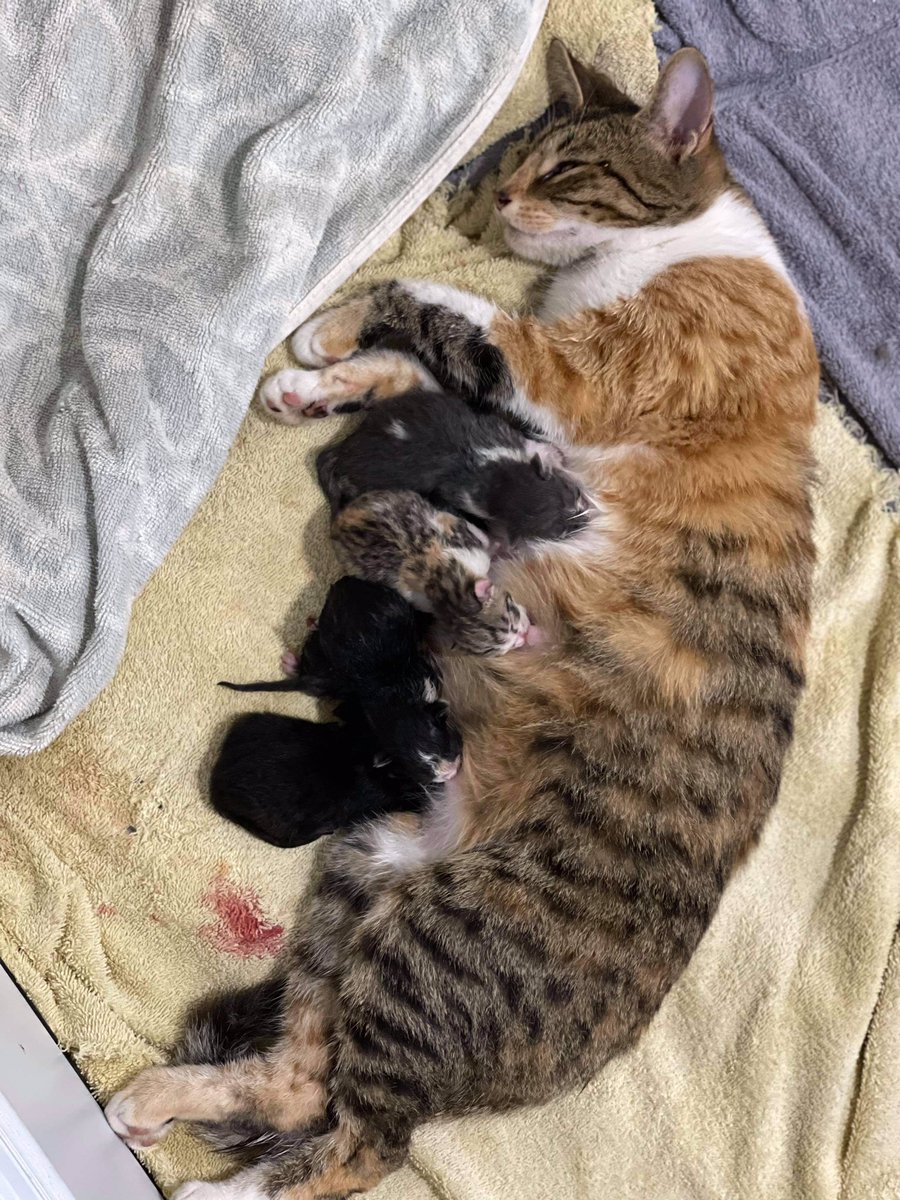 Momma Molly had her babies overnight…