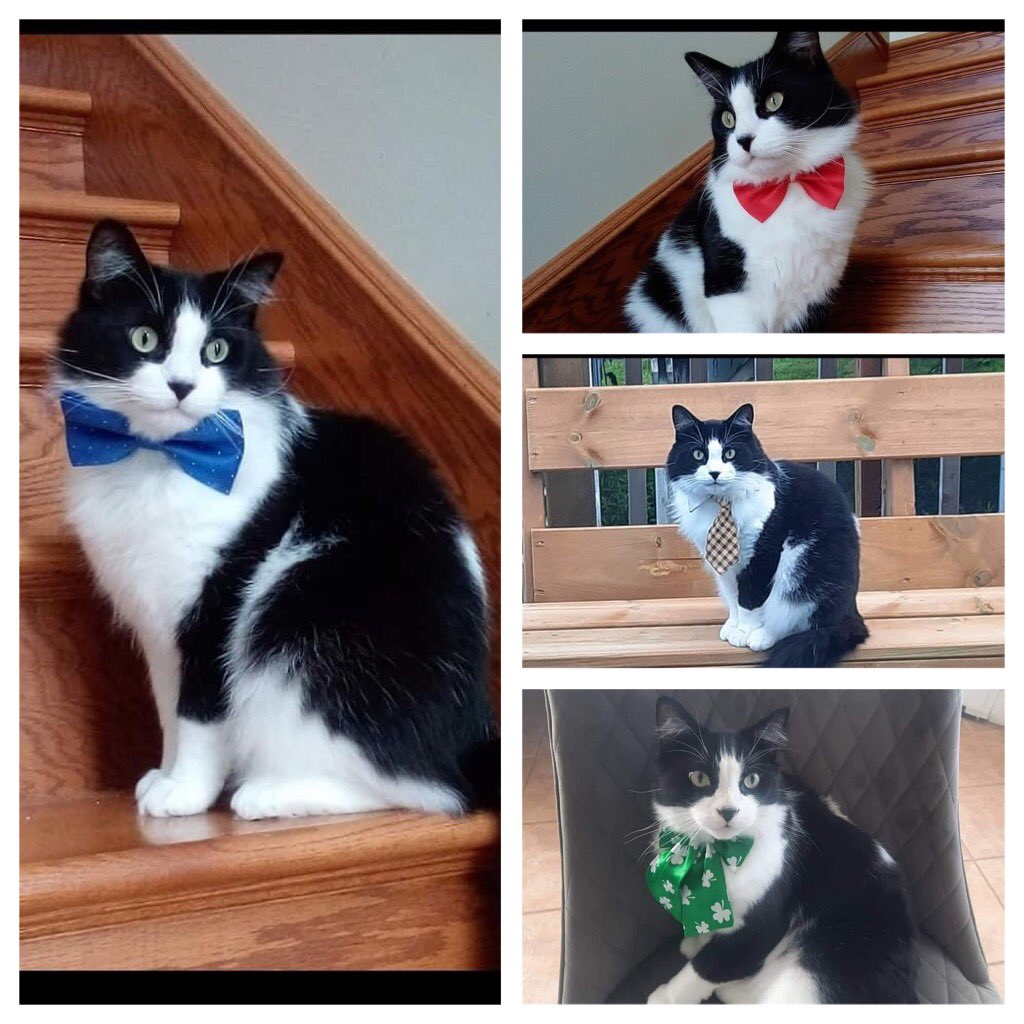 Mr Hefner is a  6 year old male neutered boy whose owner could no longer care for. He needs to go to a quiet home with no dogs or young kids. fixedfurlife.com