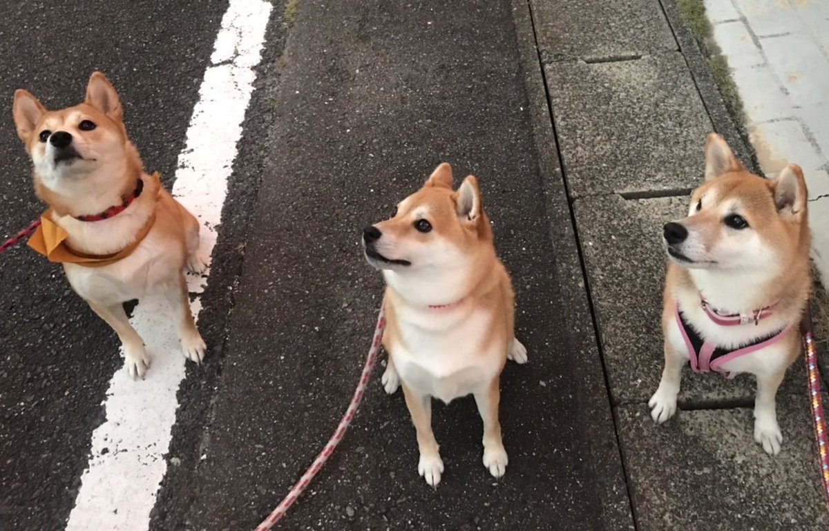 ROCK_Rityan's tweet photo. かわゆすぎ
#犬のいる生活 
#姉妹
#ではない
#柴犬を崇めよ https://t.co/4QJ1FbNJ0T