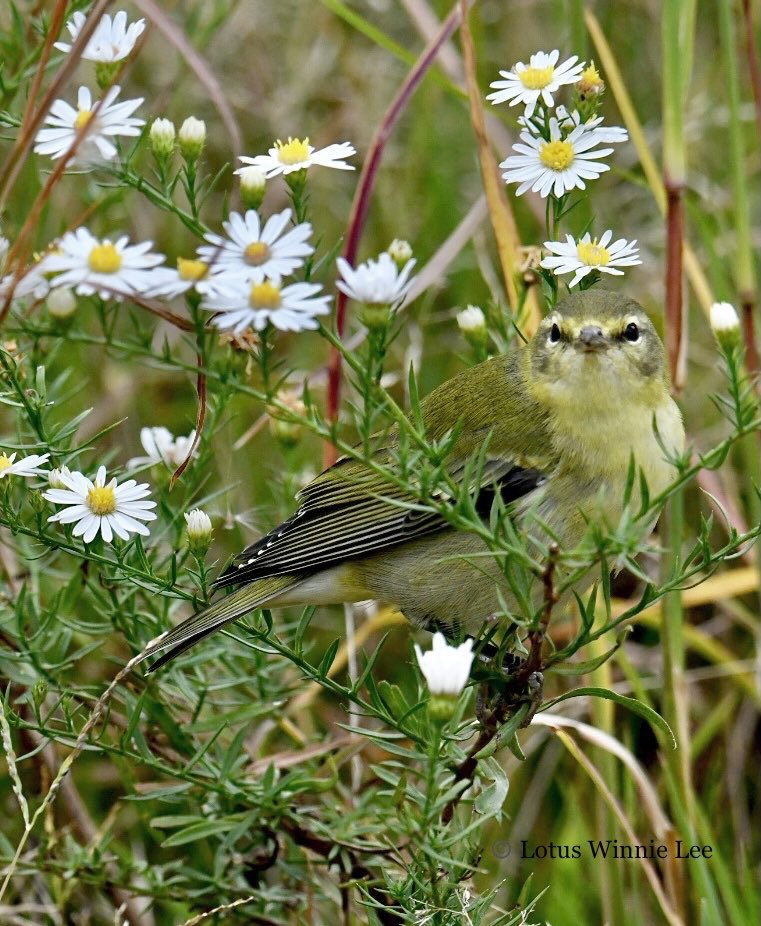 lotuswinnielee's tweet image. Another picture of the Tennessee Warbler by the Green Bench in Central Park. “Hey little one, what are you looking at? Is there a caterpillar on the Daisy?” #tennesseewarbler #birdwatching #wildlife