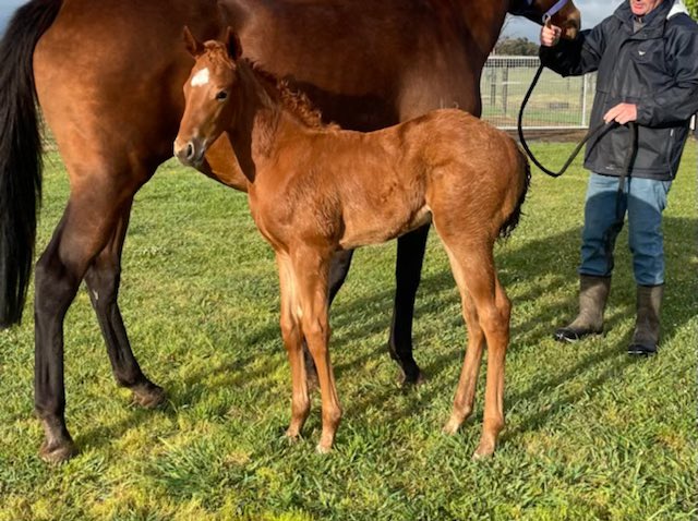 ajprotheroe1's tweet photo. Visited @TwinHillsStud today to see our lovely mare Any Dane Now and her sensational @NewgateFarm #WinningRupert filly…newly arrived from @ShadowHillVic in fantastic order! https://t.co/dEqF64l2ek