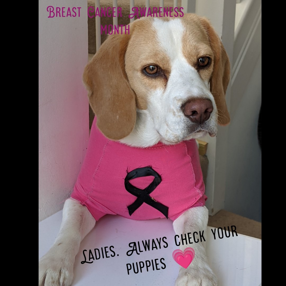 lambourn_l's tweet photo. #BreastCancerAwarenessMonth Cute but important message. Please RT💗 https://t.co/6jRU1I6wA3