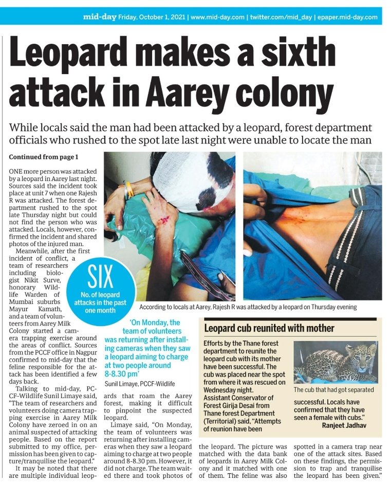 ranjeetnature's tweet photo. Leopard  suspected of attacking humans identified #Aarey https://t.co/ebbV2qH18B

@mid_day @vidyathreya @nikit_surve @MahaForest @ApccfM @vrtiwari1 https://t.co/ByFUwqrSVM