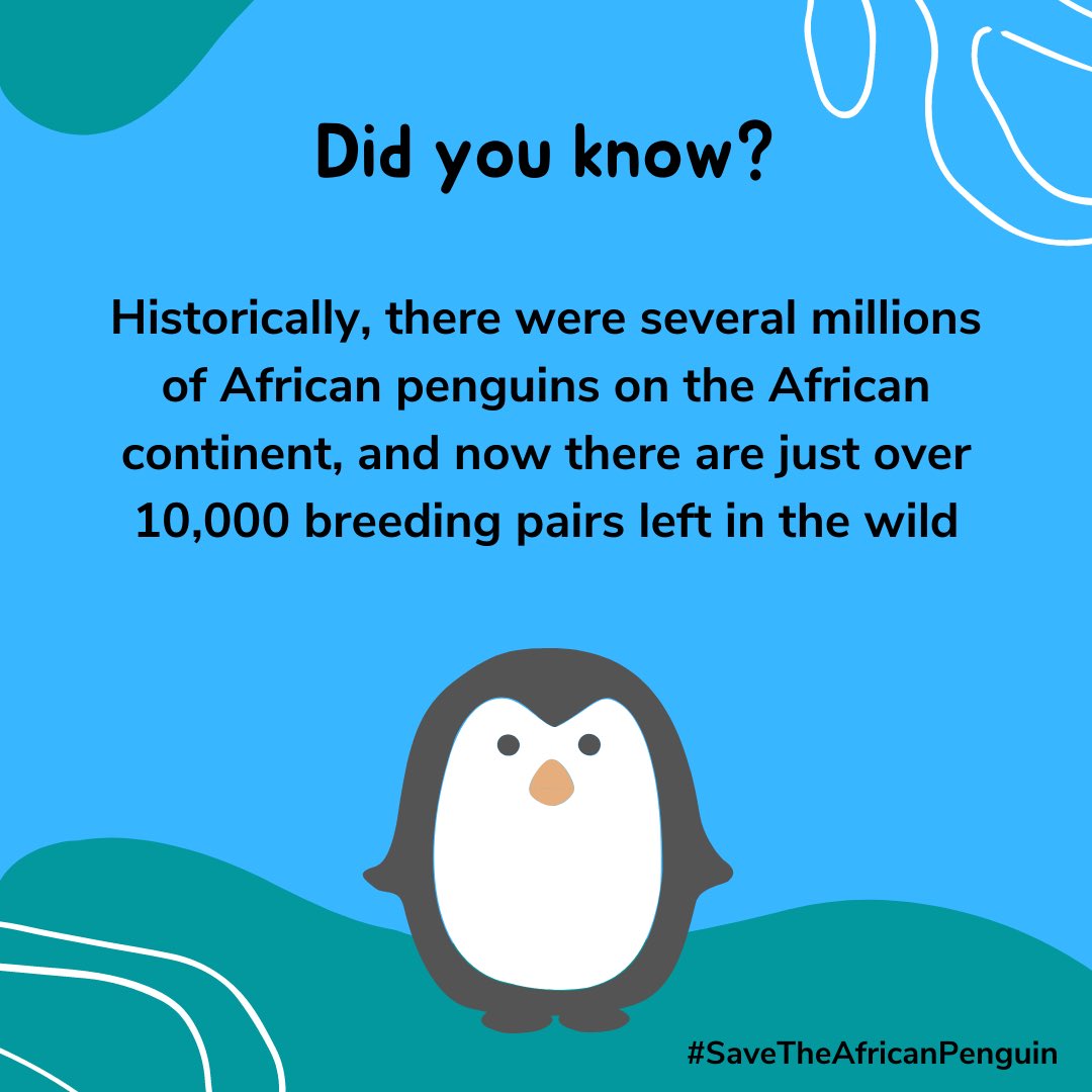 Did you know this? 👀🐧 With these declining numbers, it is now more important than ever that we #SaveTheAfricanPenguin! 🐧 You can help us today by adopting a penguin or donating to one of the projects, which all contribute to helping this very precious species.