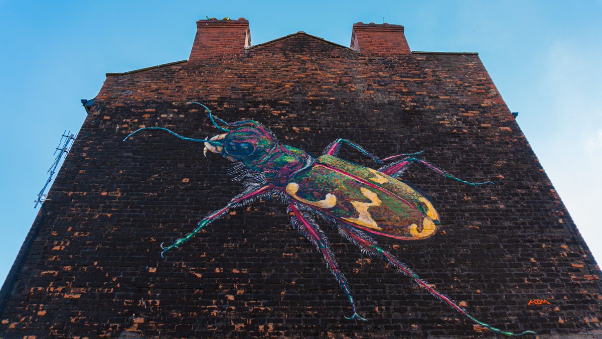 CultureLPool's tweet photo. #Art | Have you spotted our extra 'Beetle'? It's one of a series of murals being created by @ukyouth4nature as part of their โWild Walls: Natural Kingdomโ campaign, something we're supporting with our @goodbizfest with @dotart https://t.co/IZ4LLa5NcZ ๐ธ @stratusimagery https://t.co/B8PctblzAx