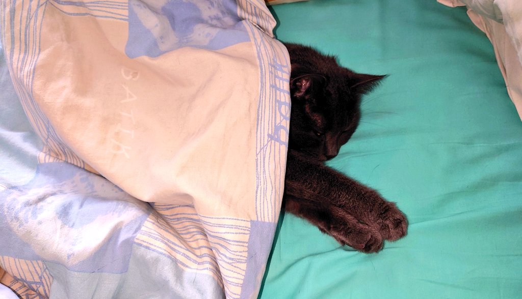 KirsiOjanpera's tweet photo. It's warm to sleep under the blanket.
Peiton alla on lämmin nukkua.
#CatsOfTwitter #twitterinkissat #cats #kissat #catunderblanket #catlife #kissanelämää #catphoto #omakissa #kissapeitonalla https://t.co/MR6vdqdz9i