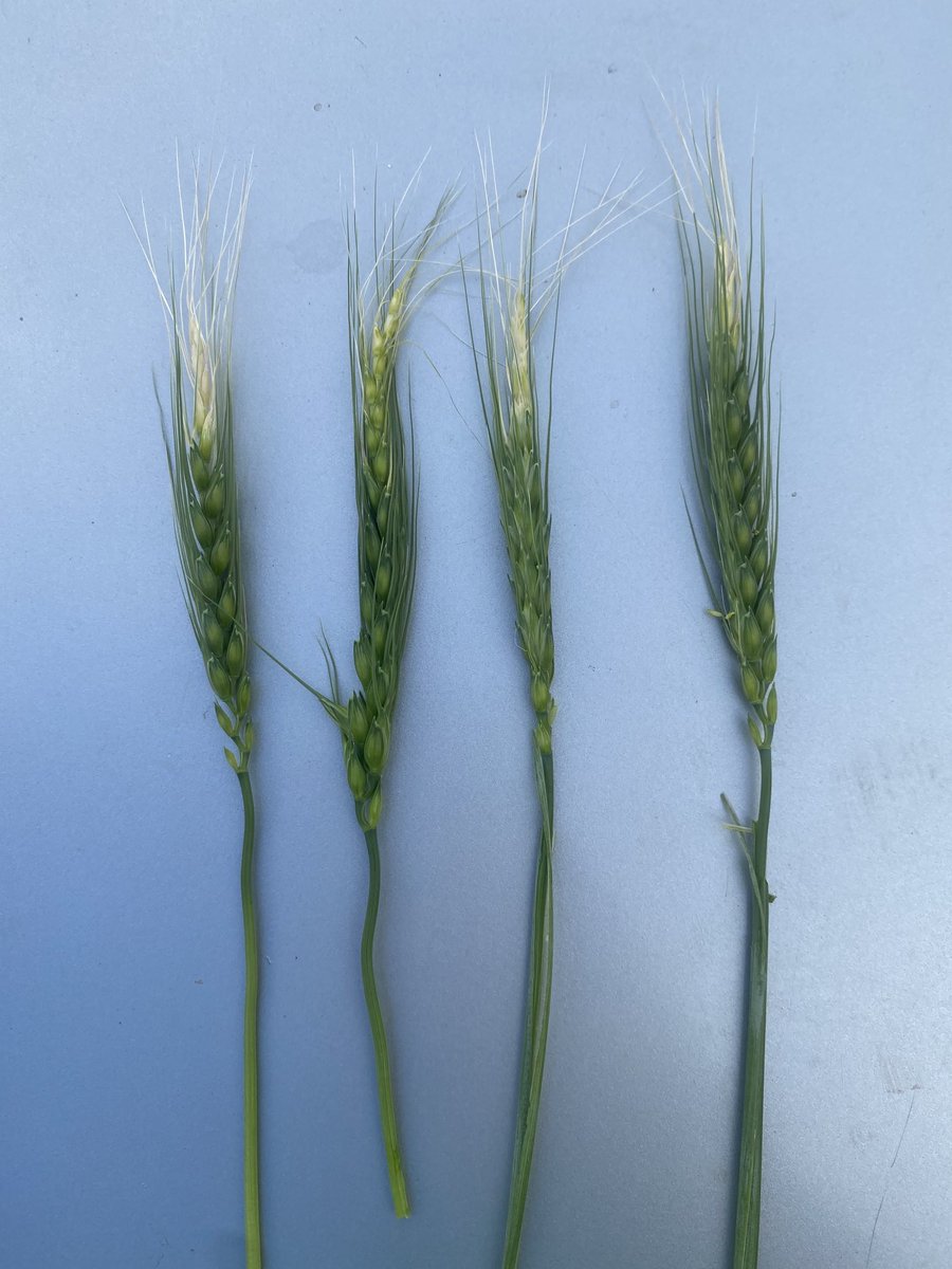 Adrian Blampied tweet media