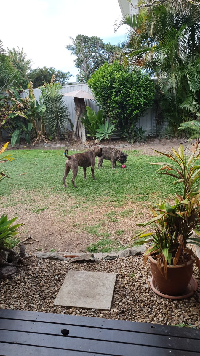 KelliG111's tweet photo. #Jockey - Throw the ball mummy, it's #BoldAds #ohbrookeohtaylorohbrooke https://t.co/LKRoyA0Q7O