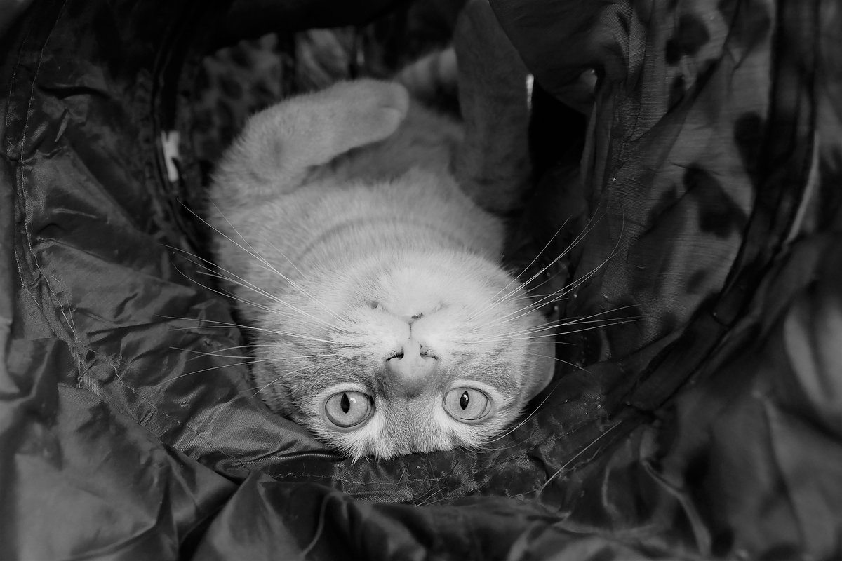 cat_jago's tweet photo. I do my best thinking in my Tiger Tunnel, this morning I decided that if I thought upside down, more of my thinking would get into my head, must be true 😹😹

#CatsNoirFriday
#CatTruths
#ScienceCats
#TellmeIamwrong https://t.co/5eamthjxDy