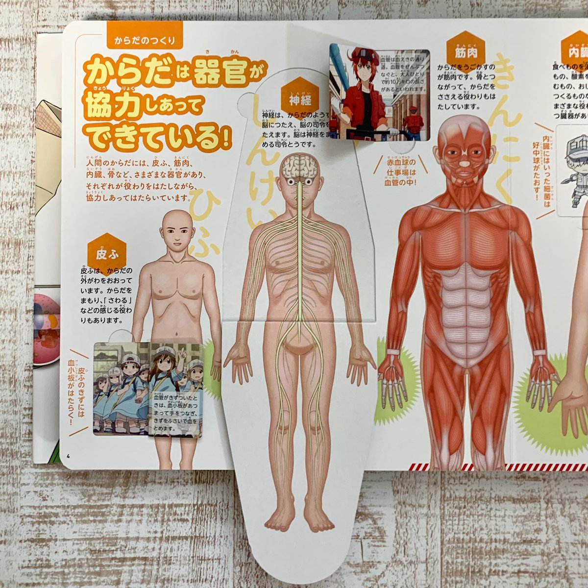 おともだち 大好評発売中の はたらく細胞 めくって学べる からだのしくみ はたらく細胞のキャラクターたちと一緒に からだ のひみつをめくって知ろう からだの作りから消化のひみつ 脳や心臓の働きなど 楽しみながら学べます はたらく細胞 図鑑