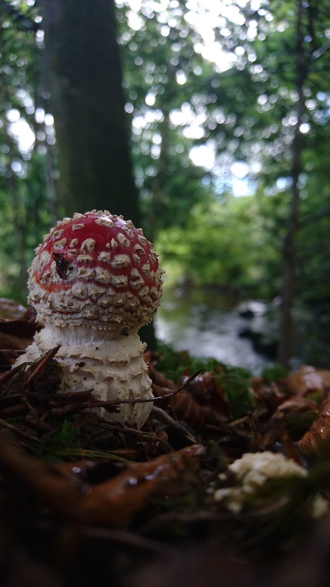 Fantastic fungi on a Friday 

Our team spotted this beautiful fly agaric (Amanita muscaria) on the banks of the Ballinderry. 

It is starting to feel like autumn around here! 

#fungi #ballinderryriver #woodland #autumn