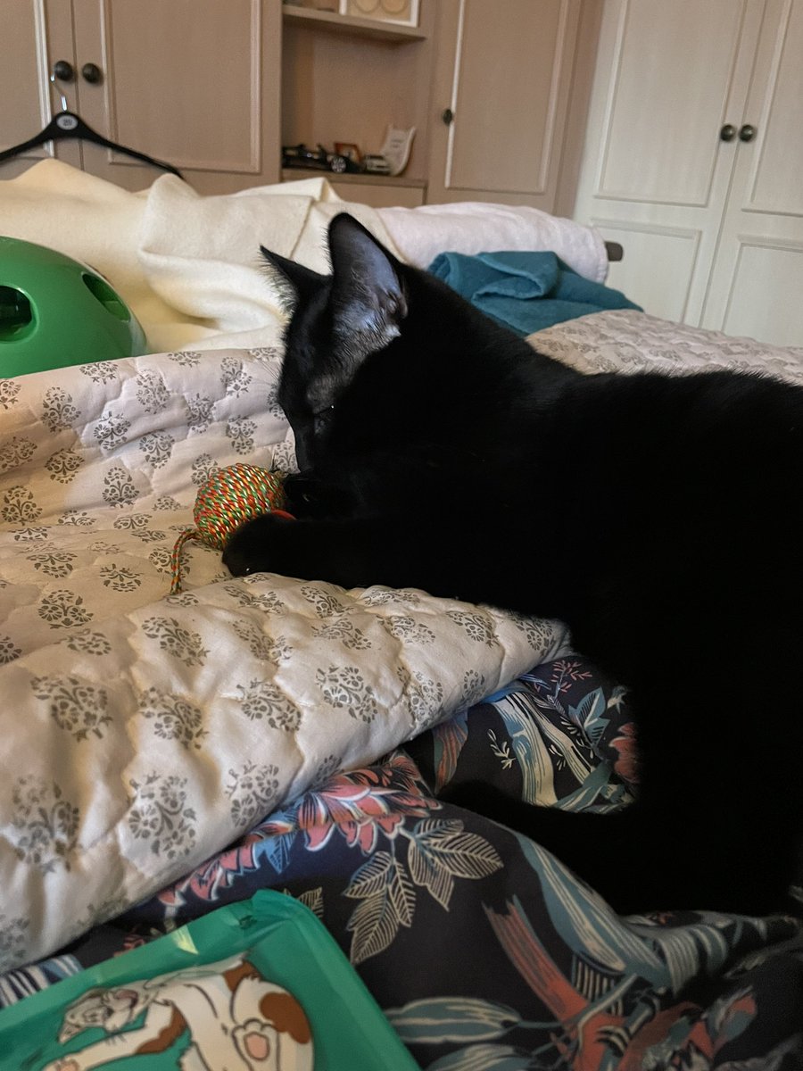 BoycieCassandra's tweet photo. It’s our birthday!!!!!! We are 1 today 🎉🎉

Mum says she feels it maybe a mistake giving us catnip so early but we don’t think so!! We enjoy running around like loons at 7am!! 🤣🤣 #blackcats #birthday https://t.co/RNBjgtChOd