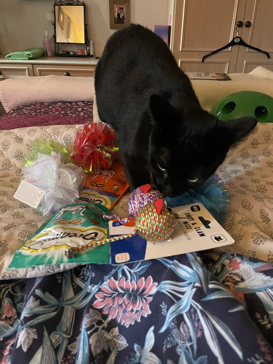 BoycieCassandra's tweet photo. It’s our birthday!!!!!! We are 1 today 🎉🎉

Mum says she feels it maybe a mistake giving us catnip so early but we don’t think so!! We enjoy running around like loons at 7am!! 🤣🤣 #blackcats #birthday https://t.co/RNBjgtChOd