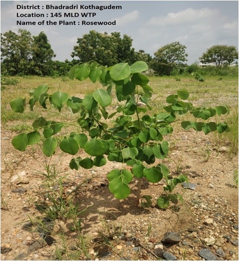 mb_telangana's tweet photo. We at Mission Bhagiratha have so far successfully planted 24195 high value, 61584 fruit bearing and a total of 177146 plants all together at our premises all over the state. 🌱

And we are very sure that this number will go up in the coming year or two.
@SmitaSabharwal https://t.co/LxNco63ipX