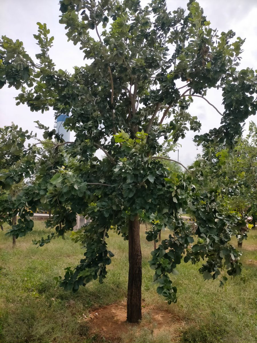 mb_telangana's tweet photo. We at Mission Bhagiratha have so far successfully planted 24195 high value, 61584 fruit bearing and a total of 177146 plants all together at our premises all over the state. 🌱

And we are very sure that this number will go up in the coming year or two.
@SmitaSabharwal https://t.co/LxNco63ipX