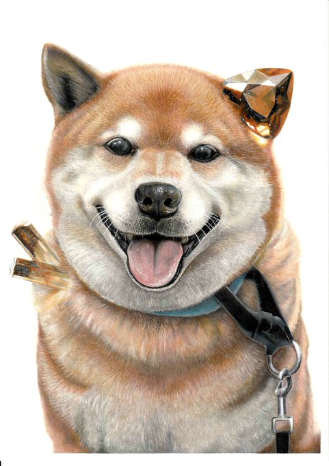 「shiba inu simple background」 illustration images(Latest)｜21pages