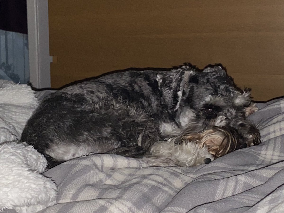 SchnauzerArthur's tweet photo. ‘Go for a walk’ you say…? #pfffft I don’t think so… it’s raining so damn hard! #no #rain #notgettingwet #stayinbed #SchnauzerGang #schnauzersagainstrain https://t.co/exFHAWt0t0