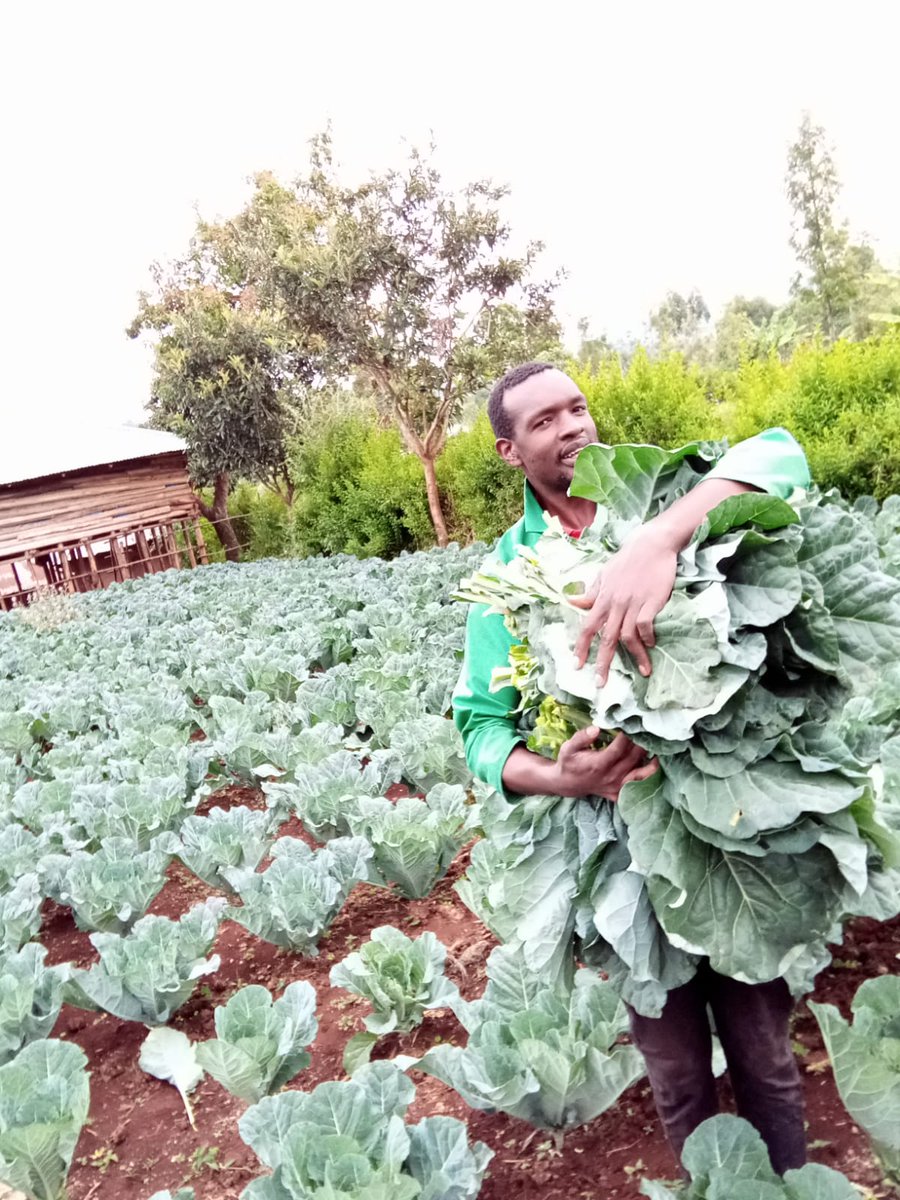 diangaronald's tweet photo. My #octoberwish is to clap for others until its my turn! Lets not make it be about us always.

#Today i choose to celebrate farmer Nick Otiso from Kisii growing healthy vegetables using #MboleaNiYara from @YaraKenya .
Celebrating someone on this #Thread share a 📷 &amp; their work https://t.co/G2aEe0OCp0