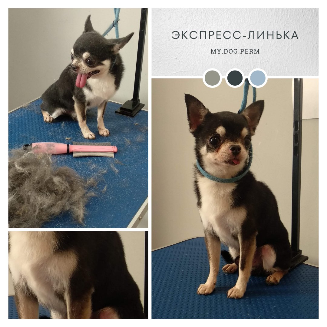 Продолжаю развивать свой мини бизнес

Вчера завела инстаграм чтобы выкладывать фотки своих работ

Первый пост получился про Чижика, такой симпотяжка