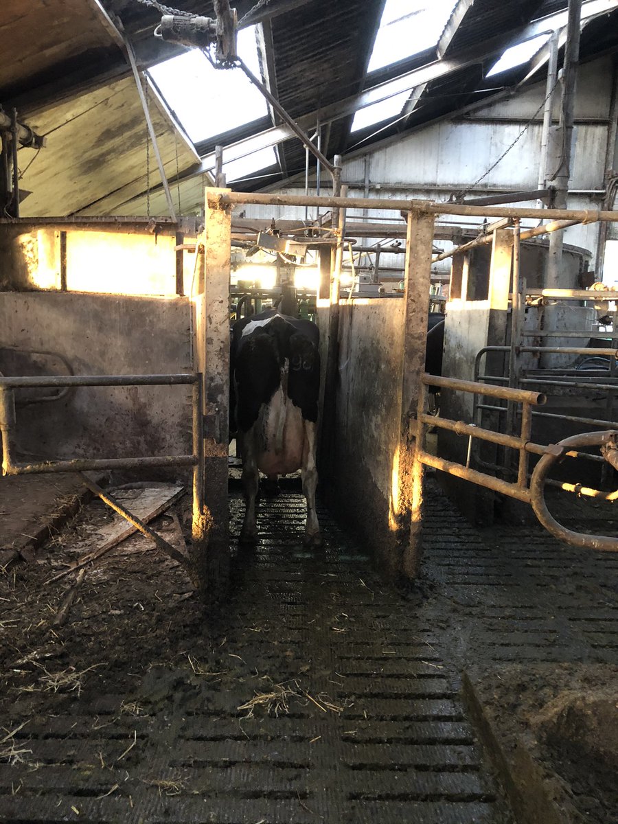 boerbassa's tweet photo. De laatste koe afgelopen dinsdag die door oude melkstal ging https://t.co/s1q7TXPLkB
