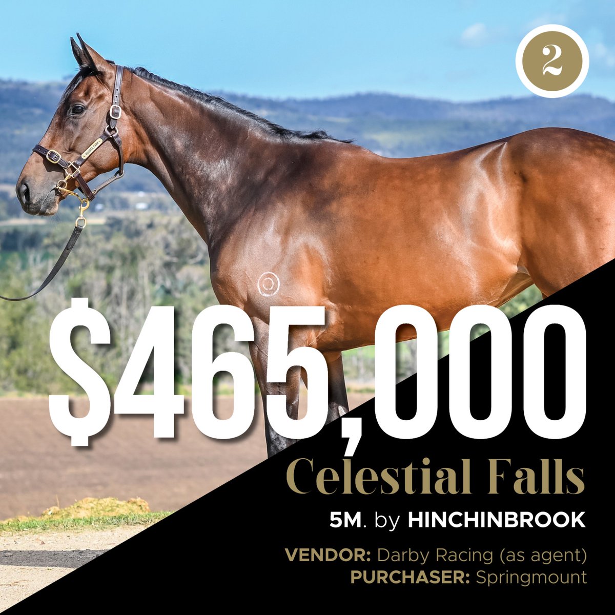inglis_sales's tweet photo. SOLD! Congrats to @Darby_Racing &amp; connections of CELESTIAL FALLS, who sold for $465k to @Springmount_Vic in today's #InglisDigital Spring Boutique Sale. It caps a big month for Darby and Digital, after they sold Every Rose for $1.3m with us a few weeks ago! https://t.co/2lB1Iok46o