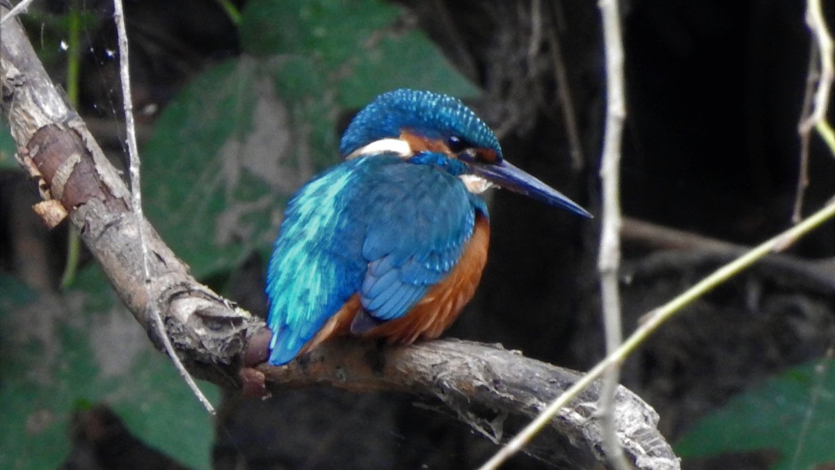 CanalRegent's tweet image. The colours on our juvenile male #kingfisher are simply outstanding, they are amplified on a dull day. Love seeing this chap on the River Lea. #Hackney #HackneyMarshes #LondonBirds #BirdsSeenIn2021 #TwitterNatureCommunity #birds #nature #birdphotography