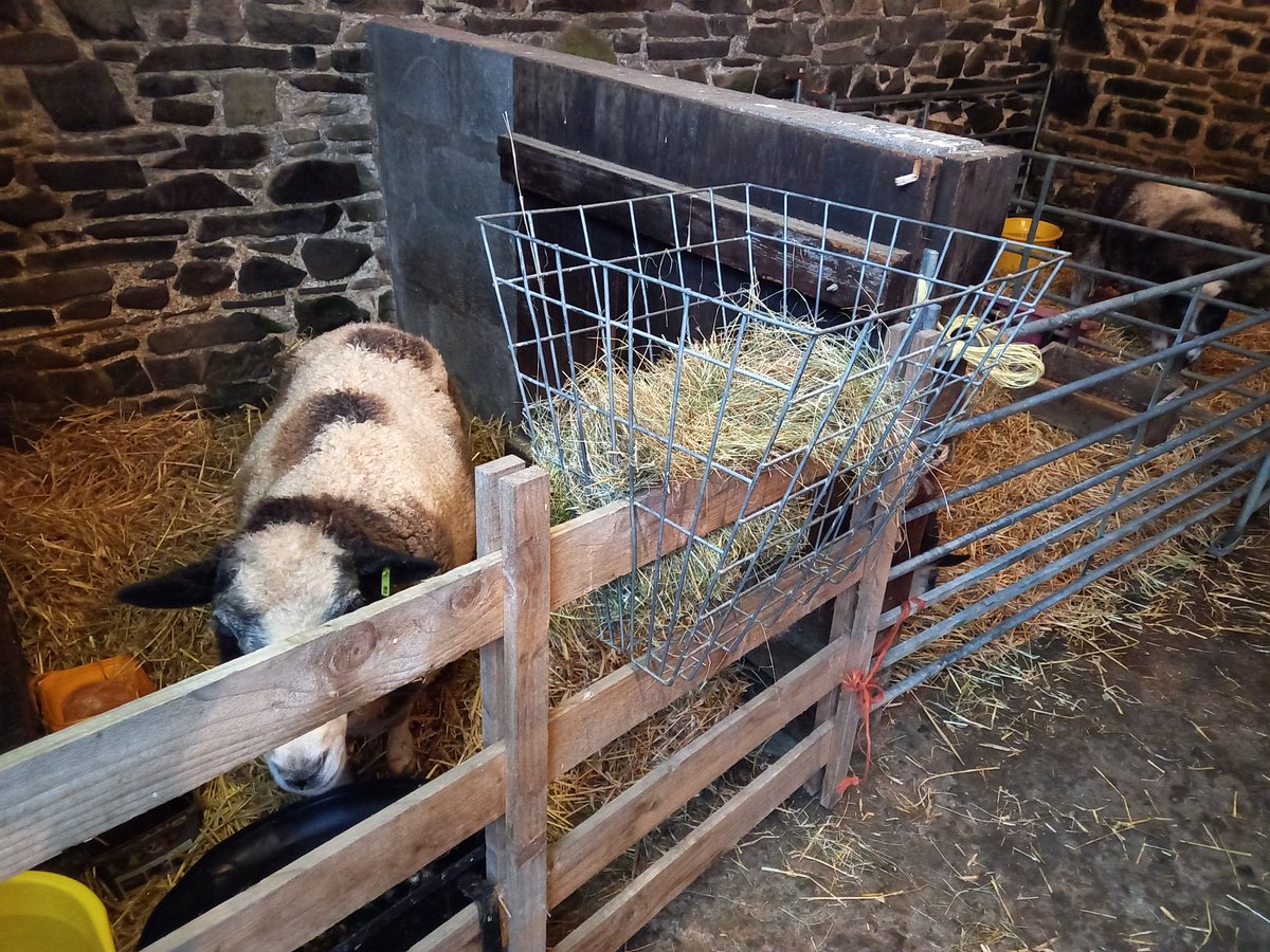 WPSSanctuary's tweet photo. October has come in rather wild. The 4 oldest came into their own cosy bedroom last night rather than sharing a dormitory! The next 5 will be in tonight π§π¬
#animalsanctuary #October #awfulweather #cosybed #nonprofit #amazonwishlist #sheep365
https://t.co/YQ6FGltCjo https://t.co/6AIqaP1h7V