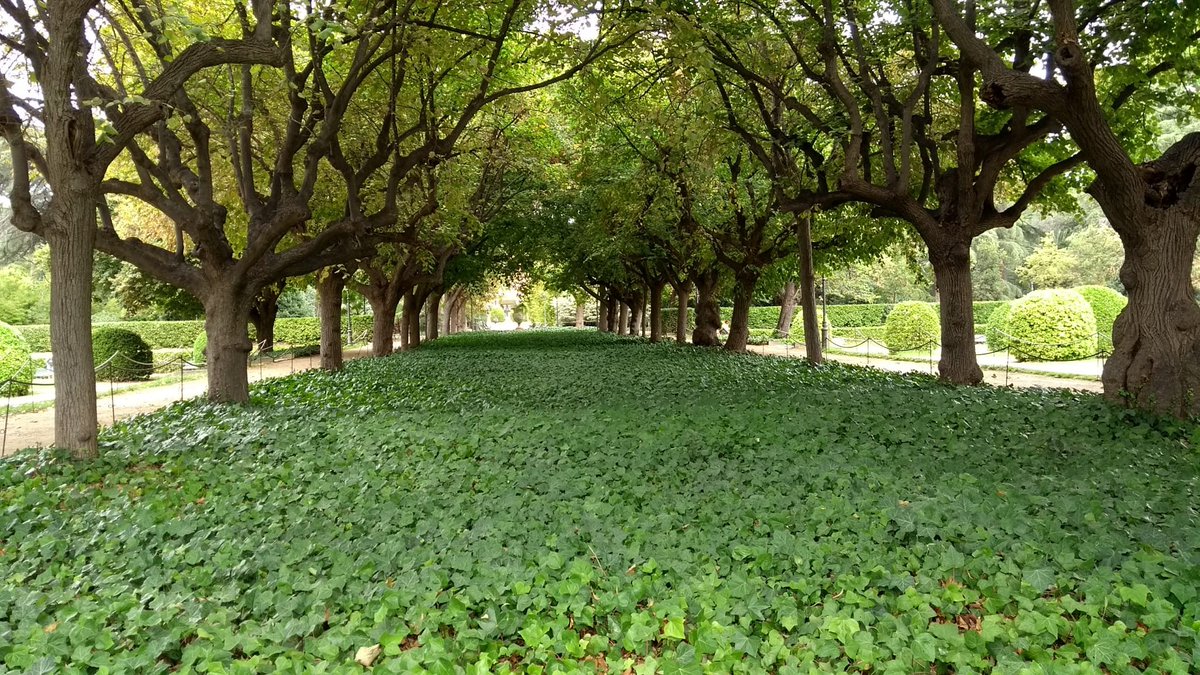 ProvitaIntl's tweet photo. Como parte de esta celebración, el sábado 9 de octubre tendremos un Encuentro Natural para observar Aves en los Jardines del Palau Reial de Pedralbes. Más información: provitainternacional@gmail.com https://t.co/rN0qgAu8Ci