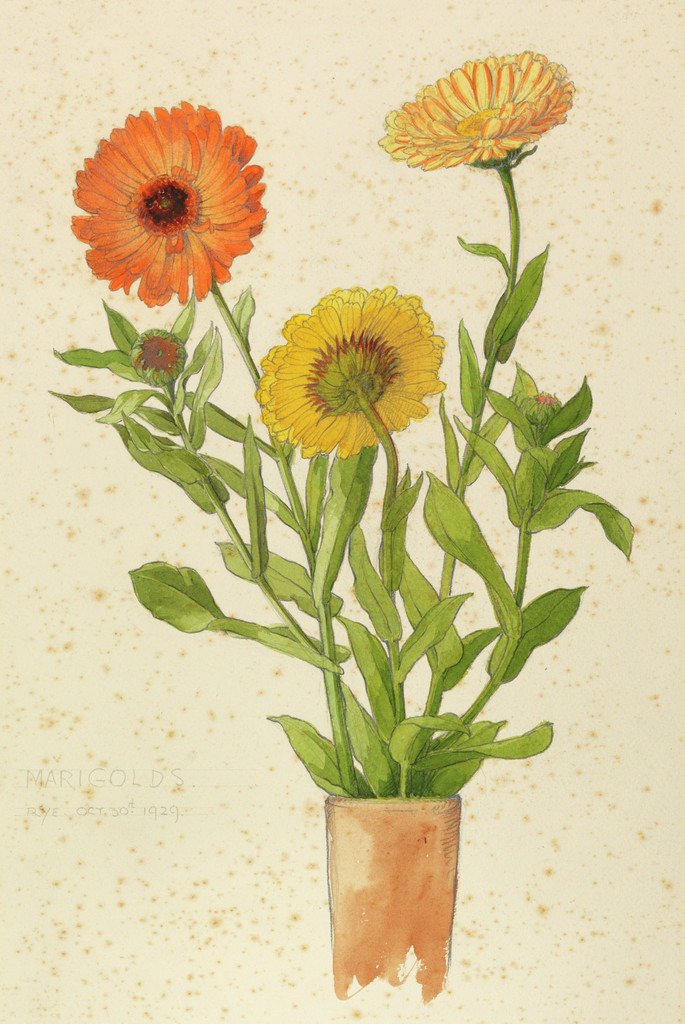 Did you know each month is symbolized by a particular flower?

October's flower is the Marigold. Marigolds symbolise warmth and Fierceness. They exemplify elegance and devotion.