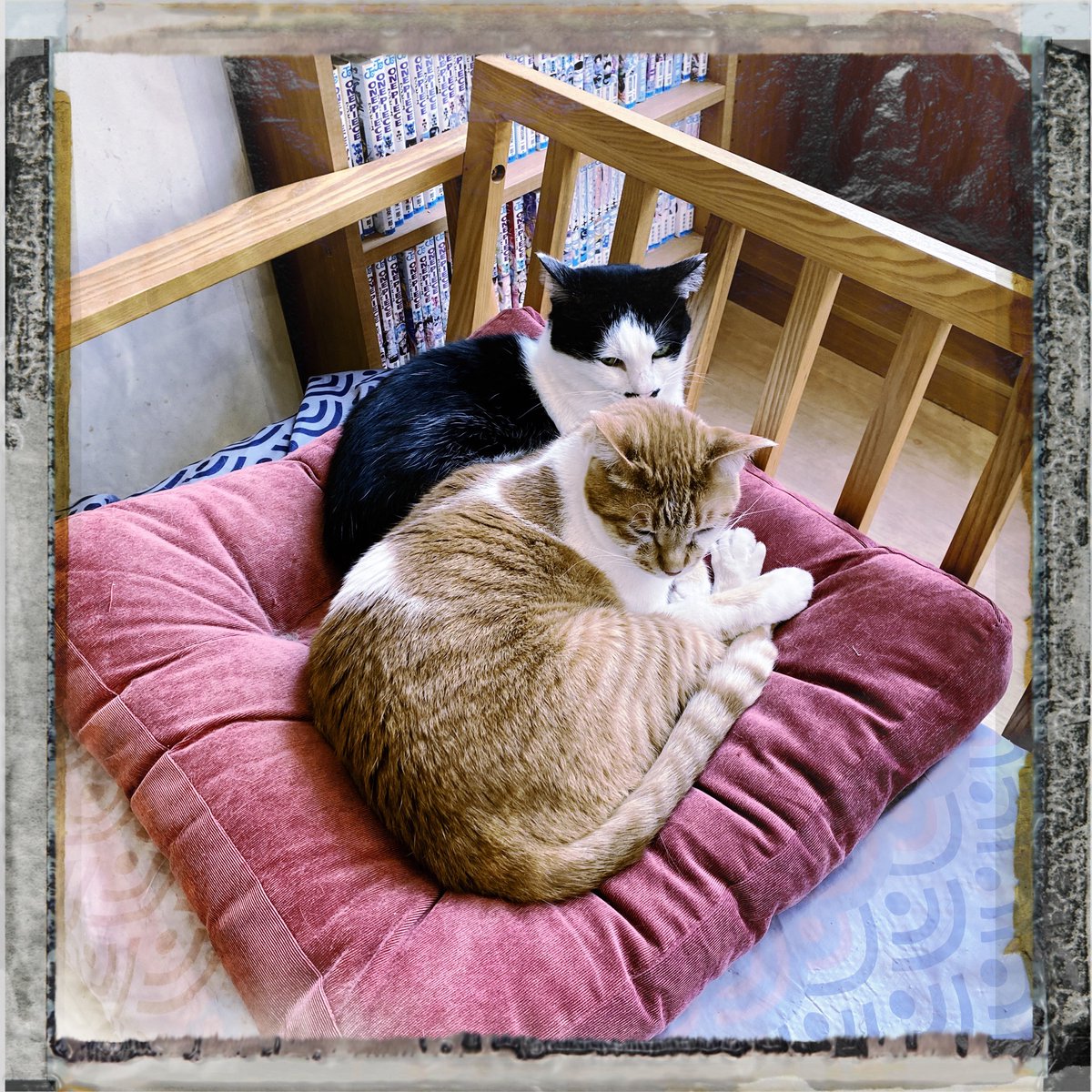 obi_wan_eclipse's tweet photo. Sharing. #Hipstamatic #Elijah #Type10Pack #猫式 #cat #ShotoniPhone https://t.co/ZcFceKyWTq