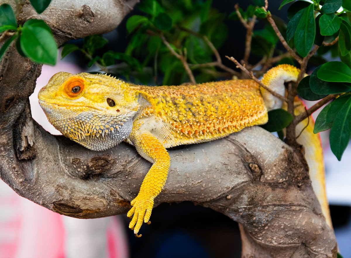 sqdigitaluk's tweet photo. Forget office dogs - 2021 is the year of the office lizard!

Introducing our new Head of Employee Wellbeing: Luke the Bearded Dragon 🦎 

Luke is an oasis of calm in our busy office, providing emotional support and making us all smile. #officepets https://t.co/NfkxPkFera